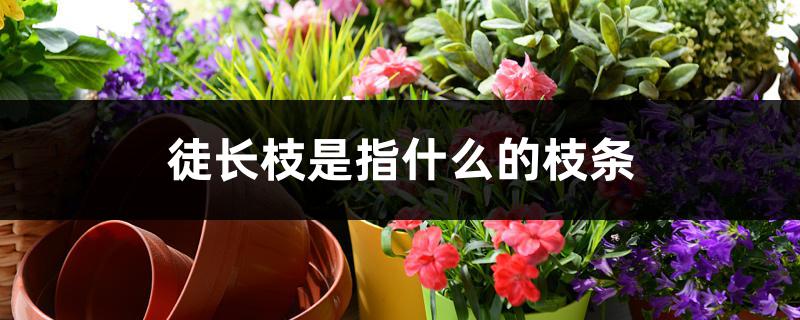 徒长枝是指什么的枝条 徒长枝是指什么的枝条