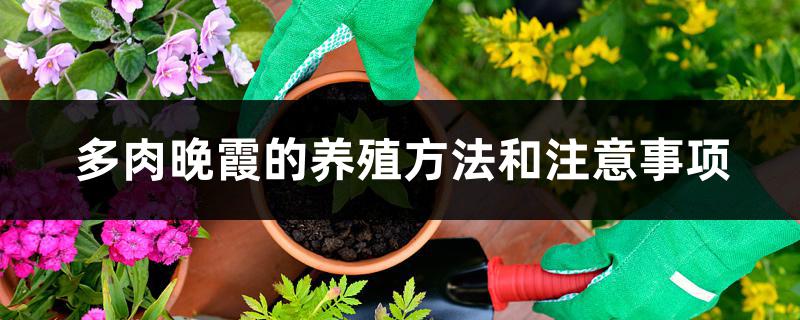 多肉晚霞的养殖方法和注意事项 多肉晚霞的养殖方法和注意事项