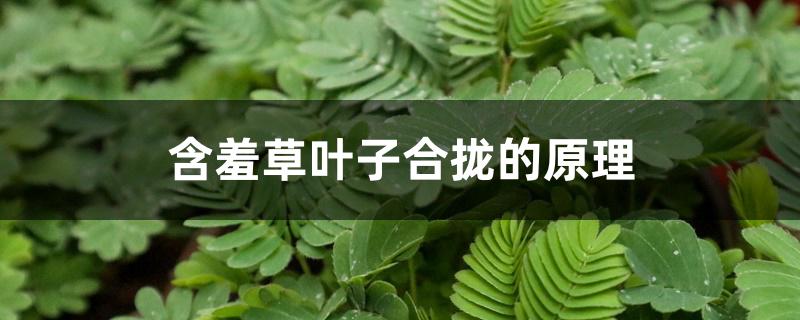 含羞草叶子合拢的原理 含羞草叶子合拢的原理