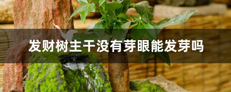 发财树主干没有芽眼能发芽吗 发财树主干没有芽眼能发芽吗