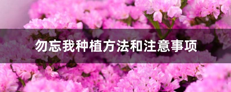 勿忘我种植方法和注意事项 勿忘我种植方法和注意事项