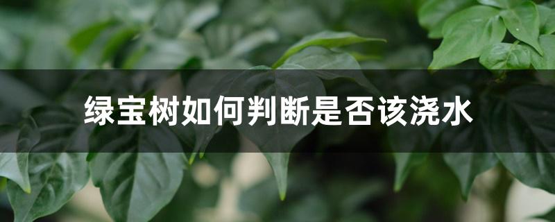 绿宝树如何判断是否该浇水 绿宝树如何判断是否该浇水