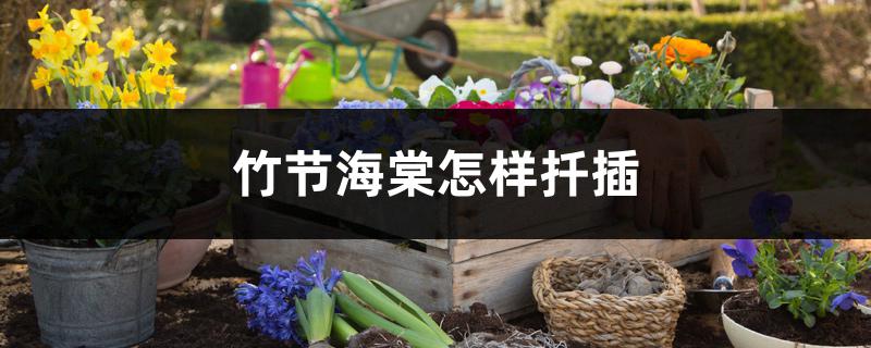 竹节海棠怎样扦插 竹节海棠怎样扦插