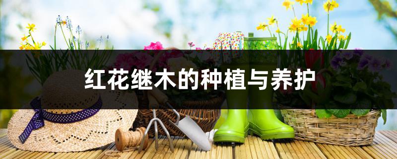 红花继木的种植与养护 红花继木的种植与养护