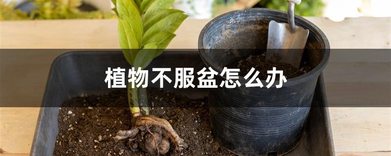 植物不服盆怎么办 植物不服盆怎么办