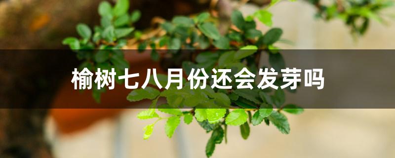 榆树七八月份还会发芽吗 榆树七八月份还会发芽吗