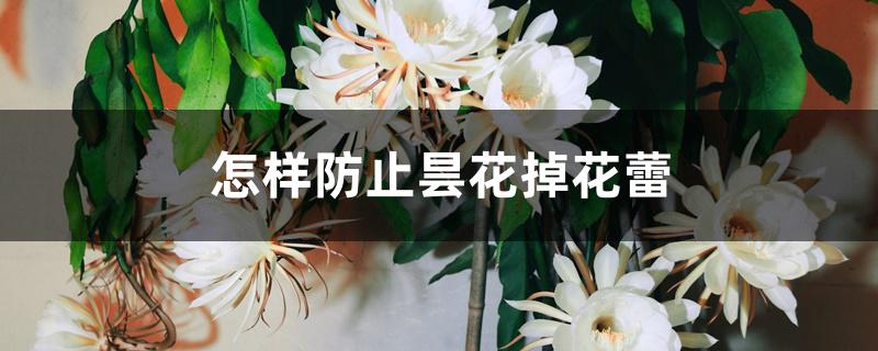怎样防止昙花掉花蕾 怎样防止昙花掉花蕾