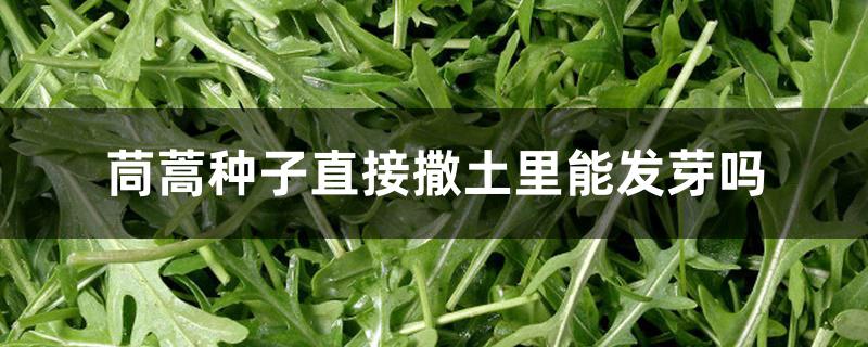 茼蒿种子直接撒土里能发芽吗