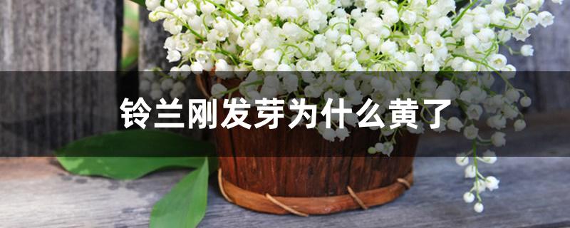 铃兰刚发芽为什么黄了 铃兰刚发芽为什么黄了