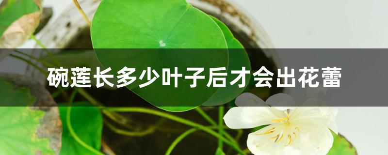 碗莲长多少叶子后才会出花蕾 碗莲长多少叶子后才会出花蕾