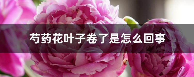 芍药花叶子卷了是怎么回事 芍药花叶子卷了是怎么回事