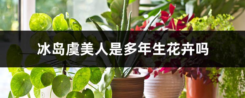 冰岛虞美人是多年生花卉吗 冰岛虞美人是多年生花卉吗