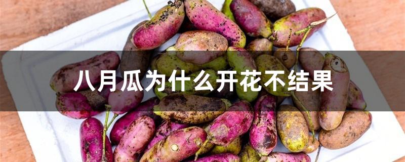 八月瓜为什么开花不结果 八月瓜为什么开花不结果