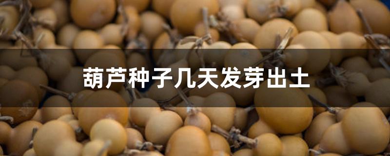 葫芦种子几天发芽出土 葫芦种子几天发芽出土