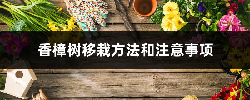 香樟树移栽方法和注意事项 香樟树移栽方法和注意事项