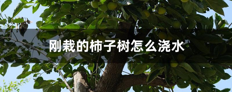 刚栽的柿子树怎么浇水 刚栽的柿子树怎么浇水