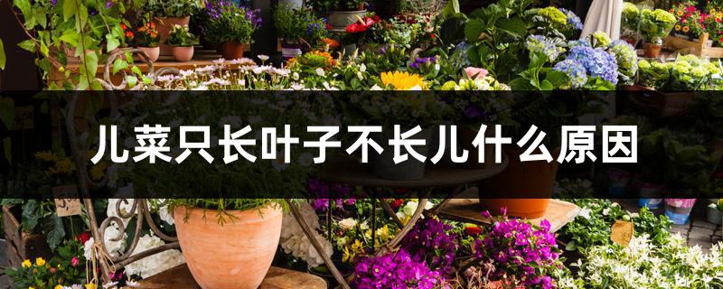 儿菜只长叶子不长儿什么原因 儿菜只长叶子不长儿什么原因