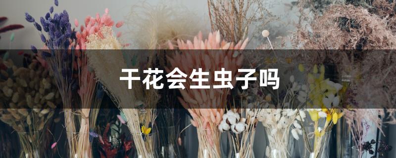 干花会生虫子吗 干花会生虫子吗