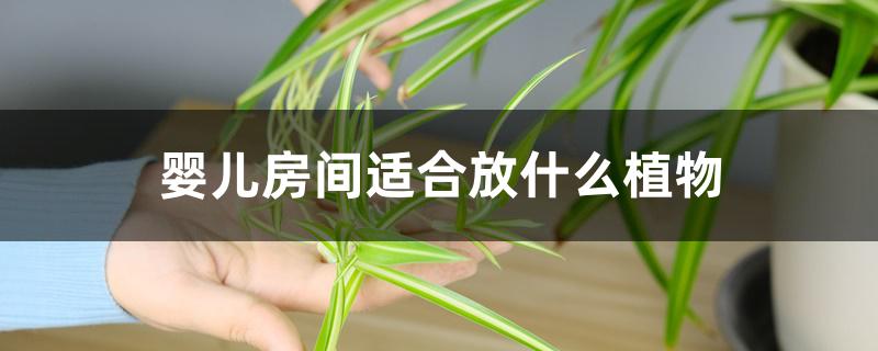 婴儿房间适合放什么植物 婴儿房间适合放什么植物