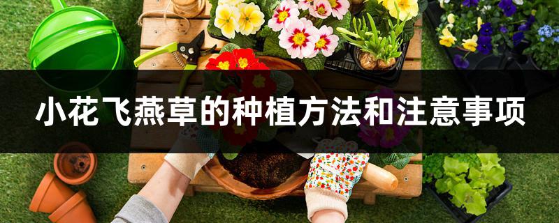 小花飞燕草的种植方法和注意事项 小花飞燕草的种植方法和注意事项