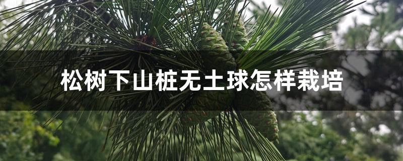 松树下山桩无土球怎样栽培