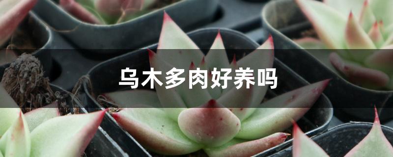 乌木多肉好养吗