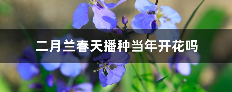 二月兰春天播种当年开花吗