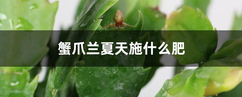 蟹爪兰夏天施什么肥 蟹爪兰夏天施什么肥
