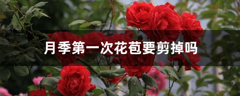 月季第一次花苞要剪掉吗 月季第一次花苞要剪掉吗