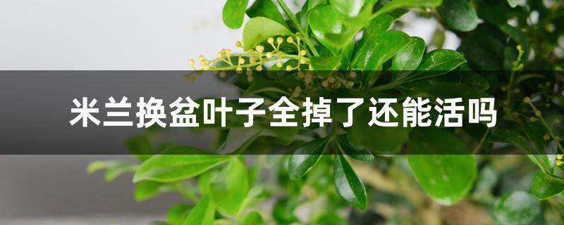 米兰换盆叶子全掉了还能活吗 米兰换盆叶子全掉了还能活吗