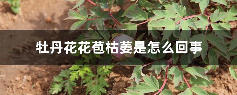 牡丹花花苞枯萎是怎么回事 牡丹花花苞枯萎是怎么回事
