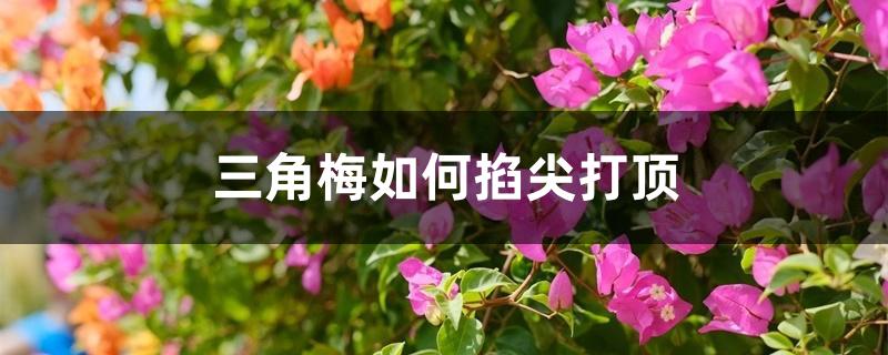 三角梅如何掐尖打顶 三角梅如何掐尖打顶