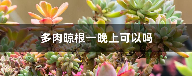 多肉晾根一晚上可以吗 多肉晾根一晚上可以吗