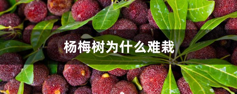杨梅树为什么难栽 杨梅树为什么难栽