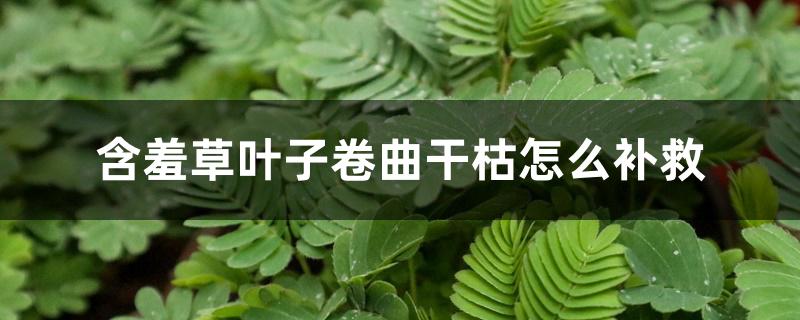 含羞草叶子卷曲干枯怎么补救 含羞草叶子卷曲干枯怎么补救
