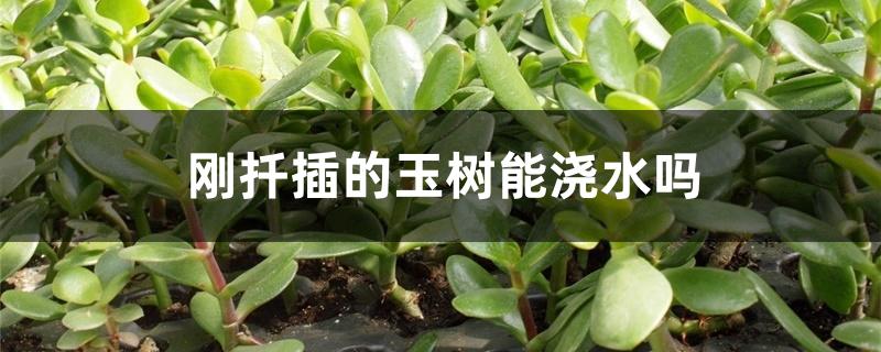 刚扦插的玉树能浇水吗 刚扦插的玉树能浇水吗