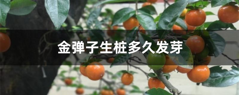金弹子生桩多久发芽 金弹子生桩多久发芽