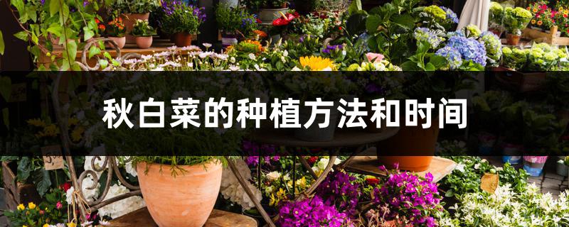 秋白菜的种植方法和时间 秋白菜的种植方法和时间