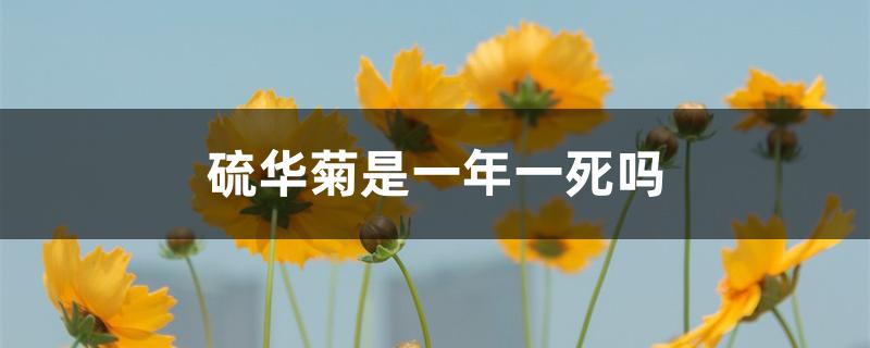 硫华菊是一年一死吗 硫华菊是一年一死吗
