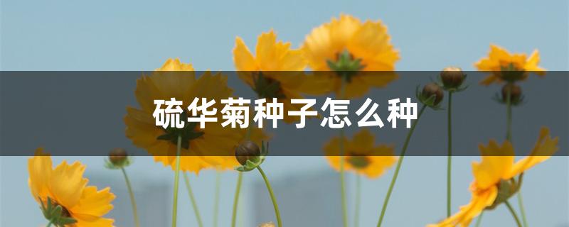 硫华菊种子怎么种 硫华菊种子怎么种