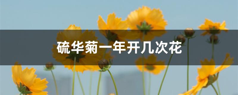 硫华菊一年开几次花 硫华菊一年开几次花