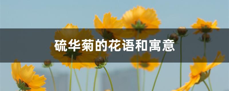 硫华菊的花语和寓意 硫华菊的花语和寓意