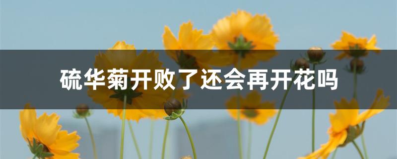 硫华菊开败了还会再开花吗 硫华菊开败了还会再开花吗