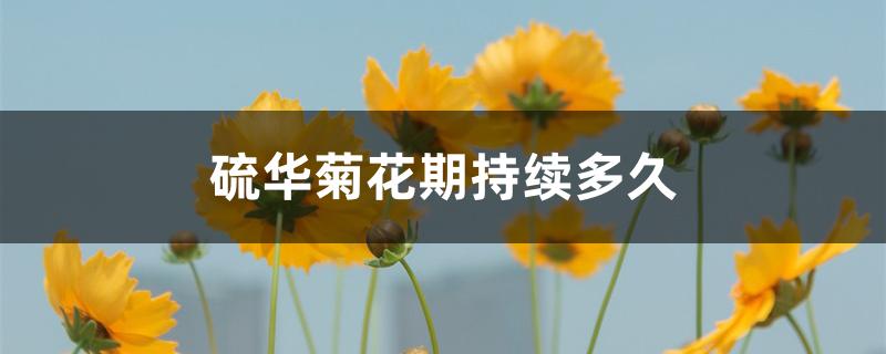 硫华菊花期持续多久 硫华菊花期持续多久