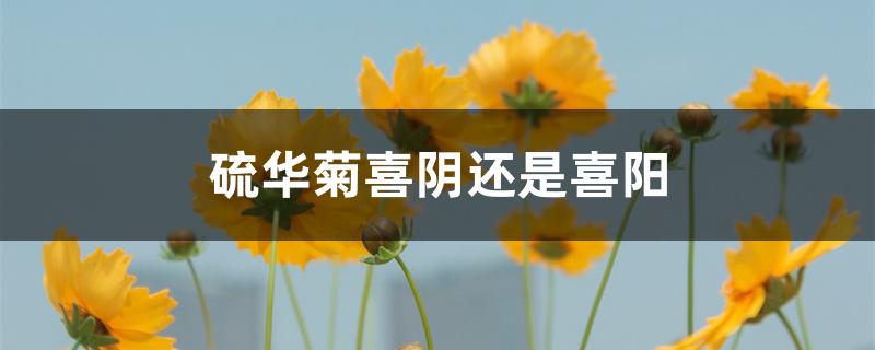 硫华菊喜阴还是喜阳 硫华菊喜阴还是喜阳