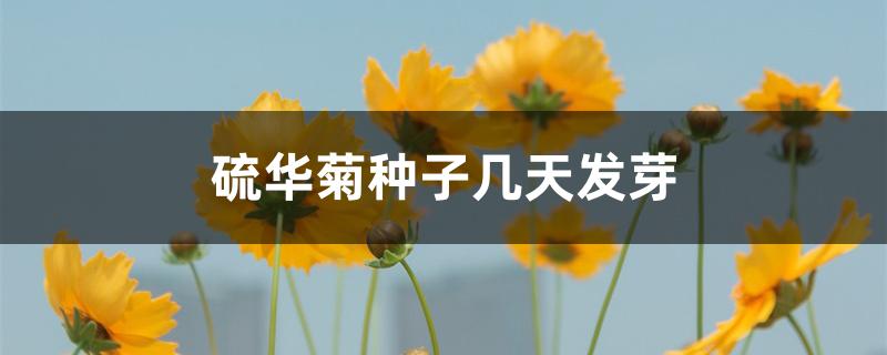 硫华菊种子几天发芽 硫华菊种子几天发芽