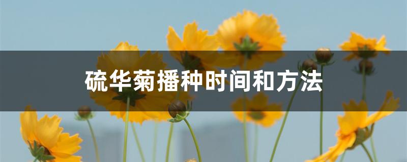 硫华菊播种时间和方法 硫华菊播种时间和方法
