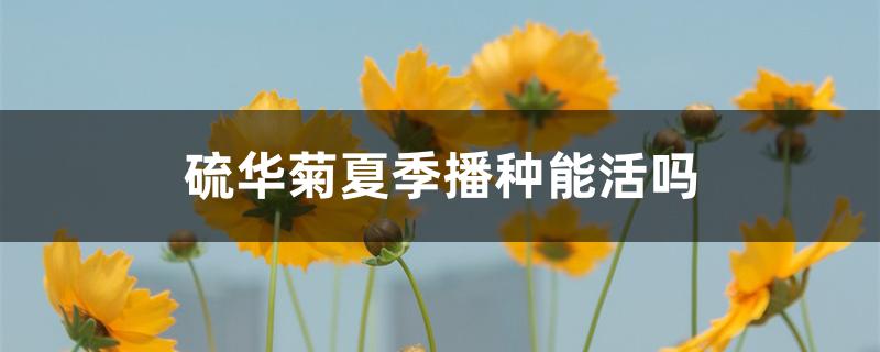 硫华菊夏季播种能活吗 硫华菊夏季播种能活吗
