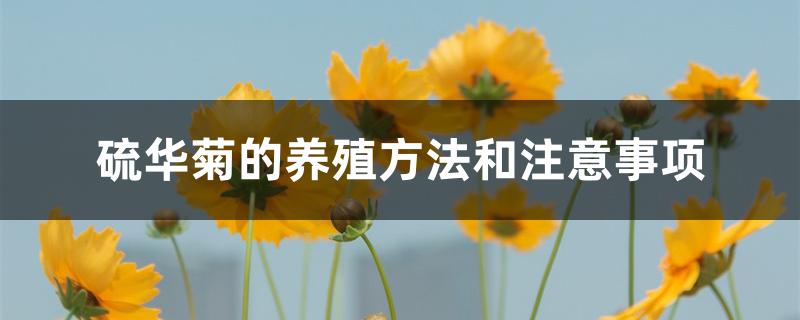 硫华菊的养殖方法和注意事项 硫华菊的养殖方法和注意事项