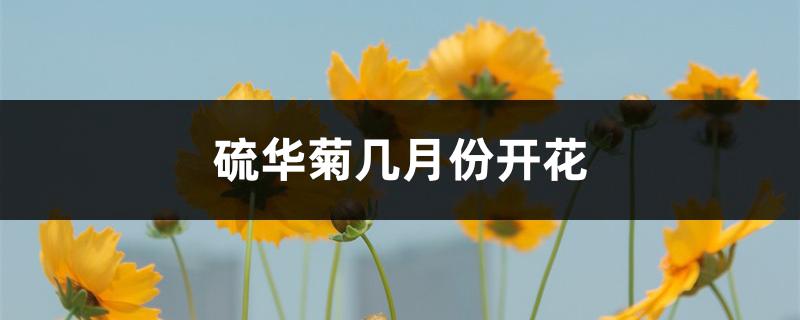 硫华菊几月份开花 硫华菊几月份开花